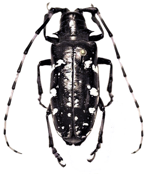 image of Asian longhorned beetle by Donald Duerr, USDA Forest Service