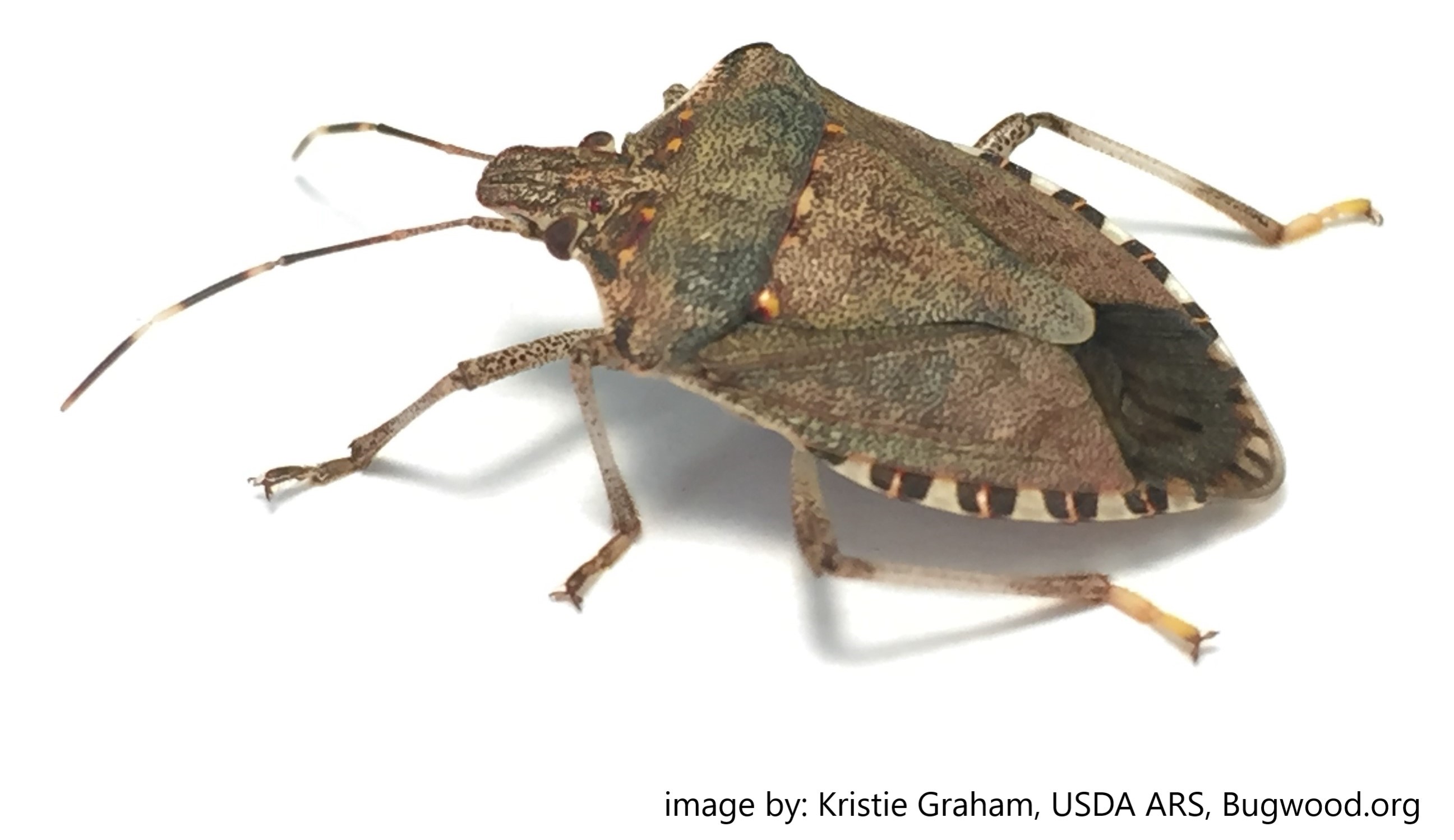 image of brown marmorated stink bug