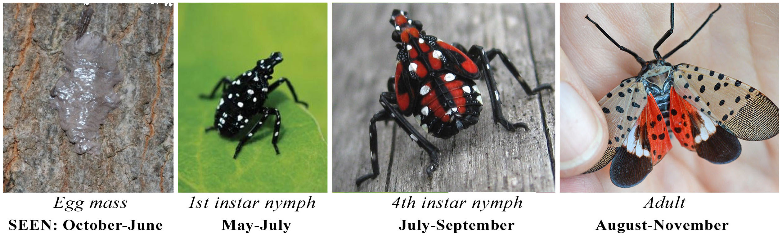 images of spotted lanternfly life stages; egg mass, 1st instar nymph, 4th instar nympth, adult
