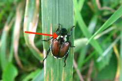 Japanese beetle adult withwinsome fly eggs
