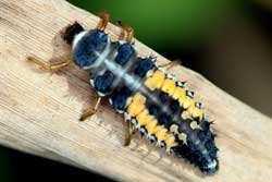 Multicolored Asian lady beetle larva