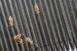 head lice on comb