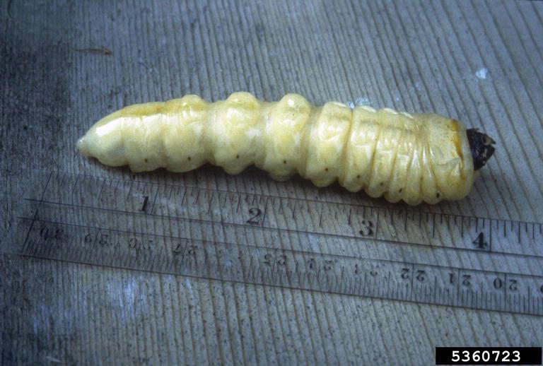 Huge larva of a round-headed borer species