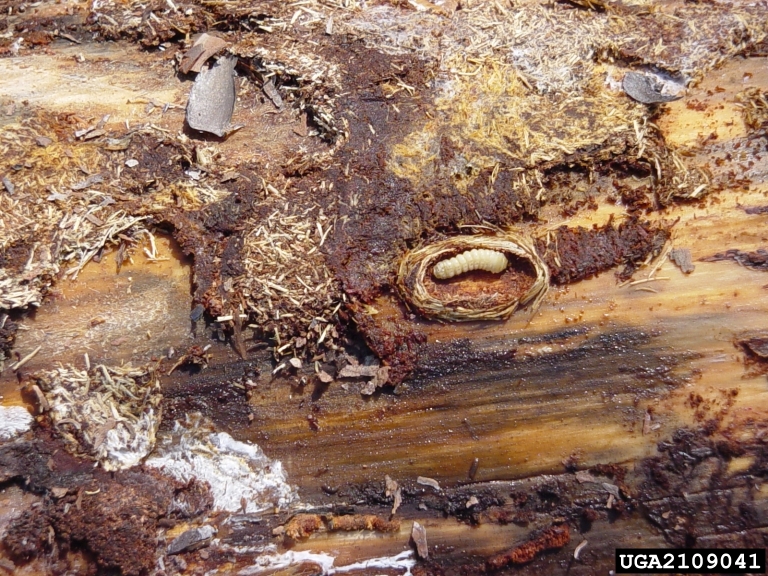 pupal chambers in windthrown longleaf
