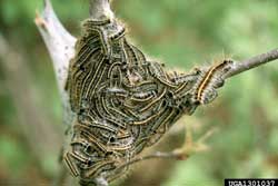 eastern tent caterpillars