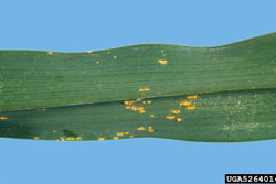 close-up of pustules on leaves caused by daylily rust