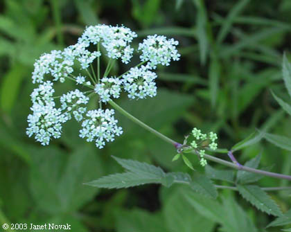 Water Hemlock Flower