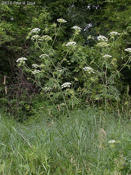 Water Hemlock Height