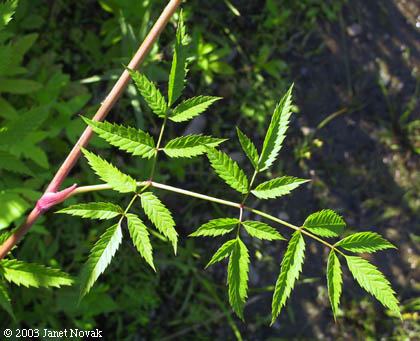 Water Hemlock Leaves