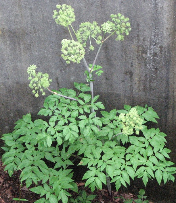 Angelica Plant