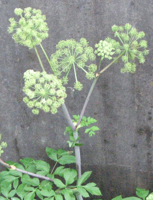 Angelica Flower