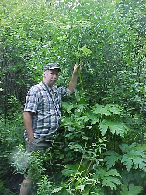Cow Parsnip Plant