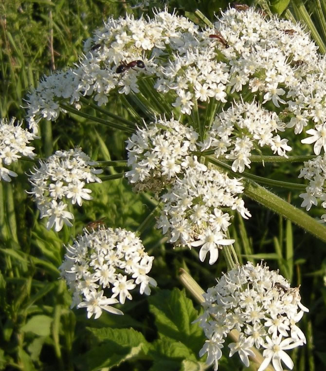 Cow Parsnip Flower