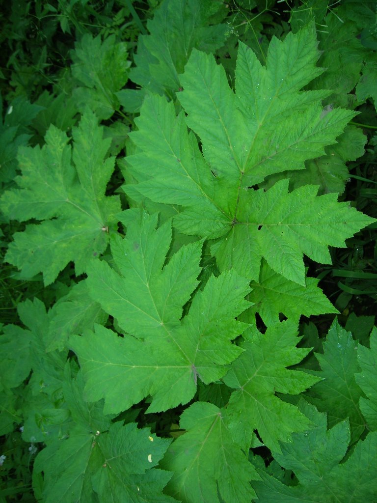 Cow Parsnip Leaf