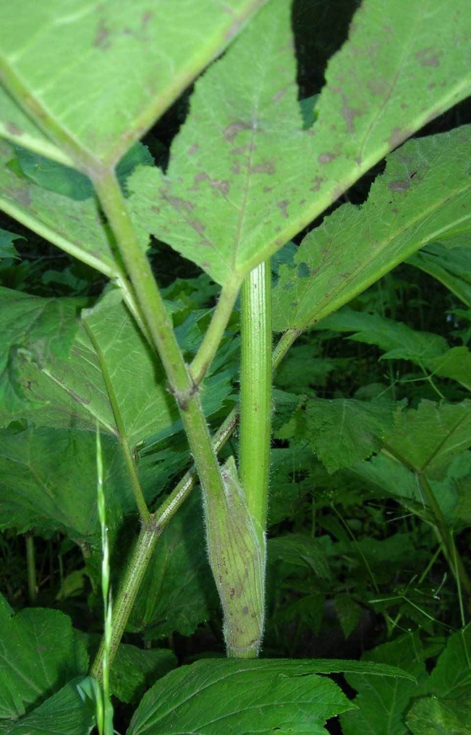Cow Parsnip Stem