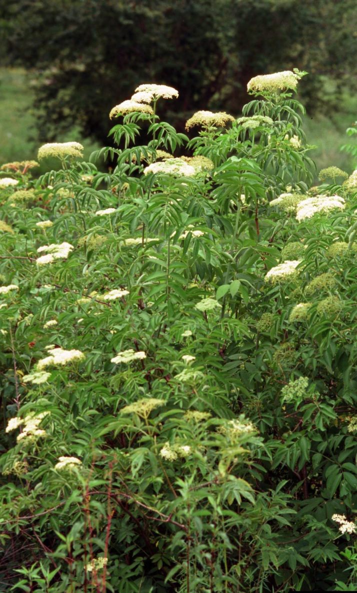 Elderberry Plant