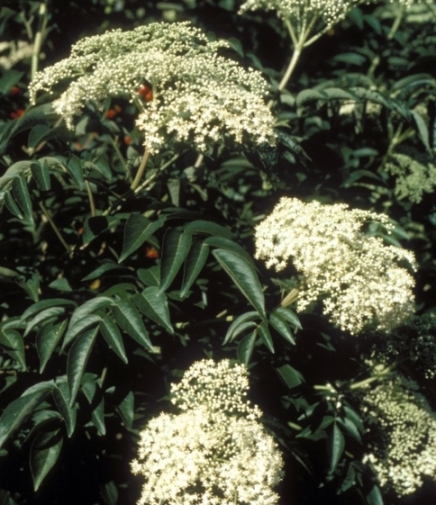 Elderberry Flower