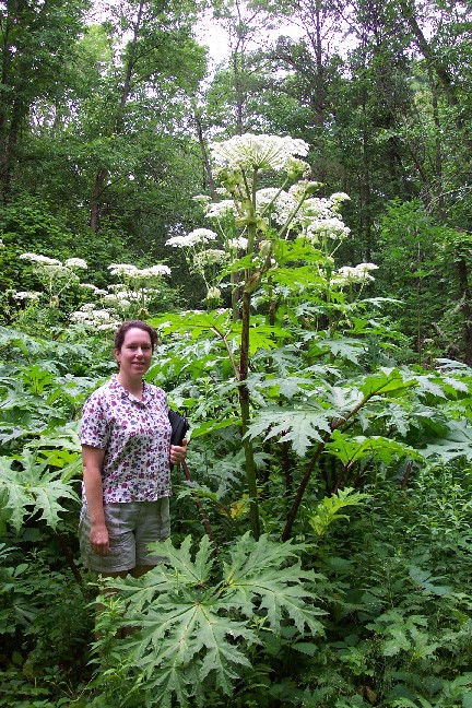 Giant Hogweed Plant