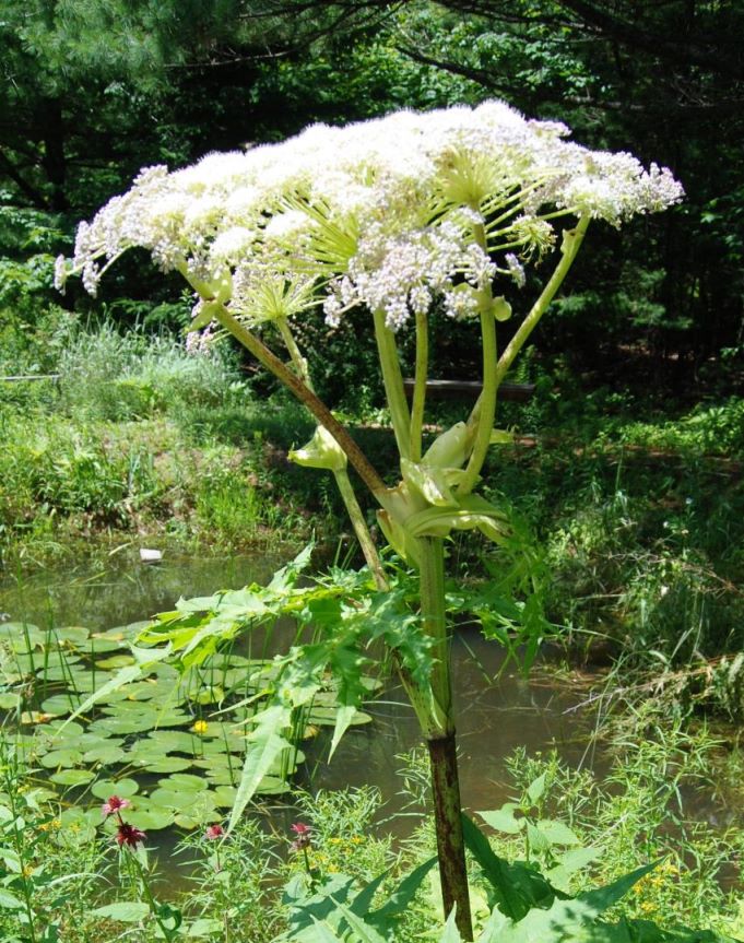 Giant Hogweed Flower