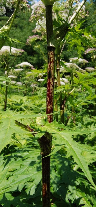 Giant Hogweed Stem