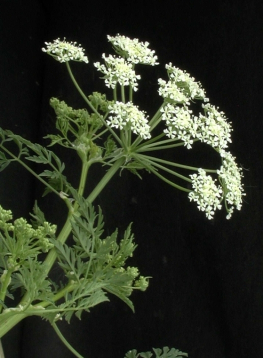 Poison hemlock flowers
