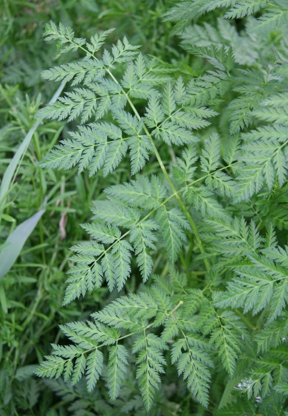 Poison hemlock leaf