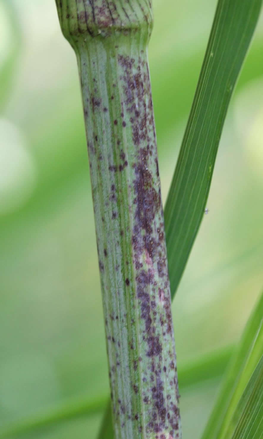 Poison hemlock stem