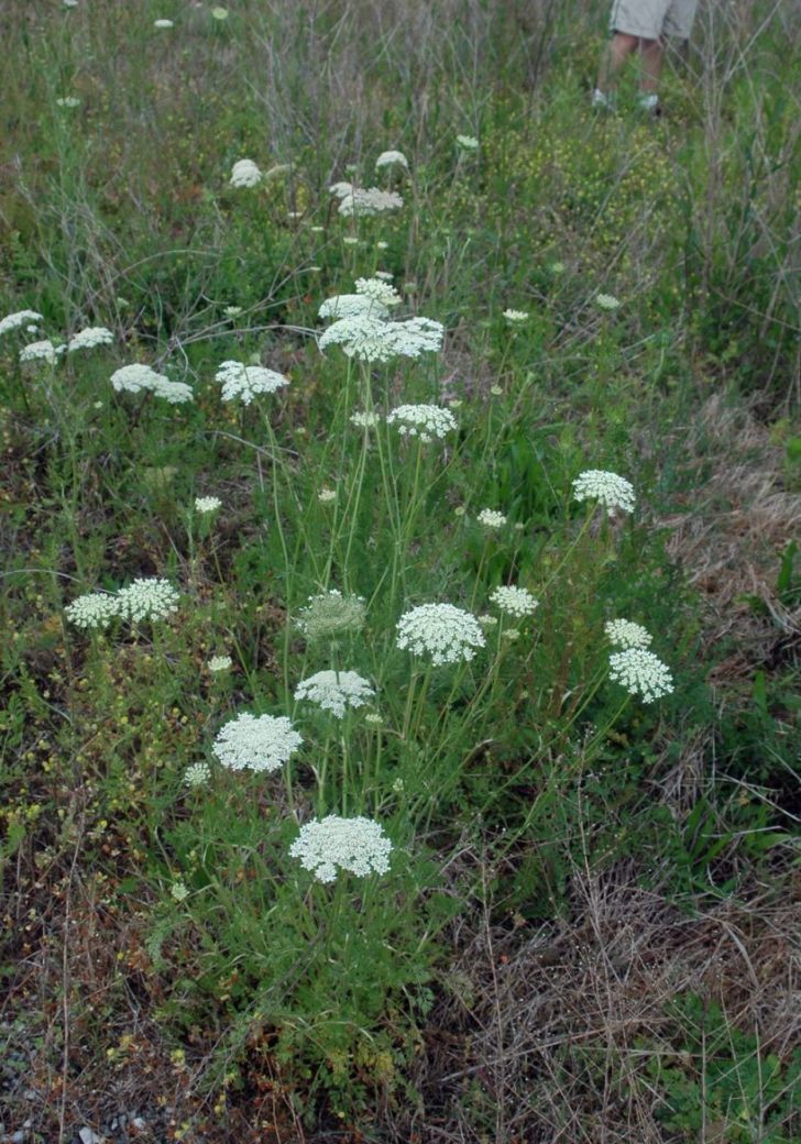 Field of Queen-Anne's Lace