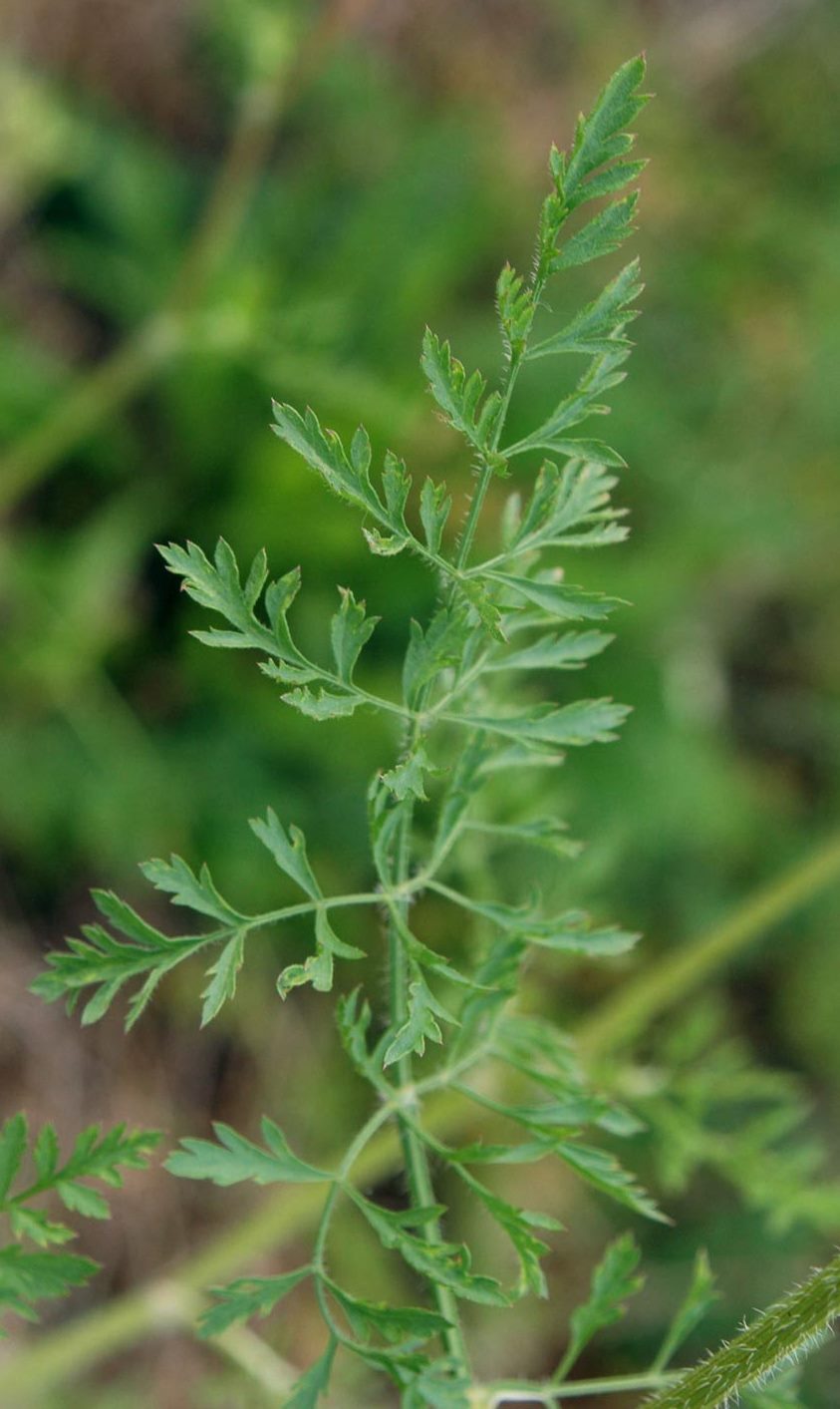 Queen-Anne's Lace leaf