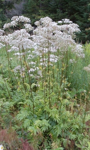 Valerian Plant