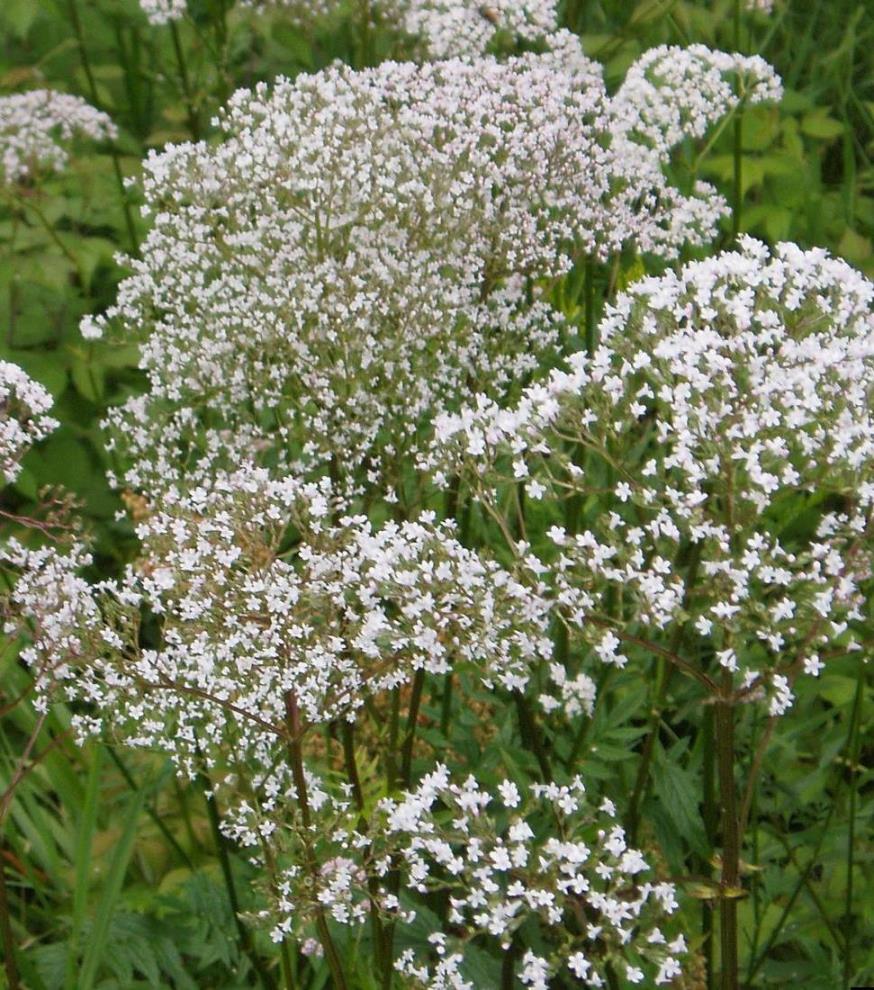 Valerian Flowers