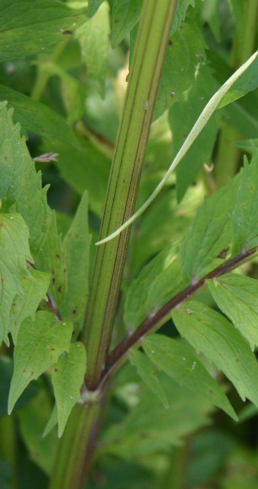 Valerian Stem