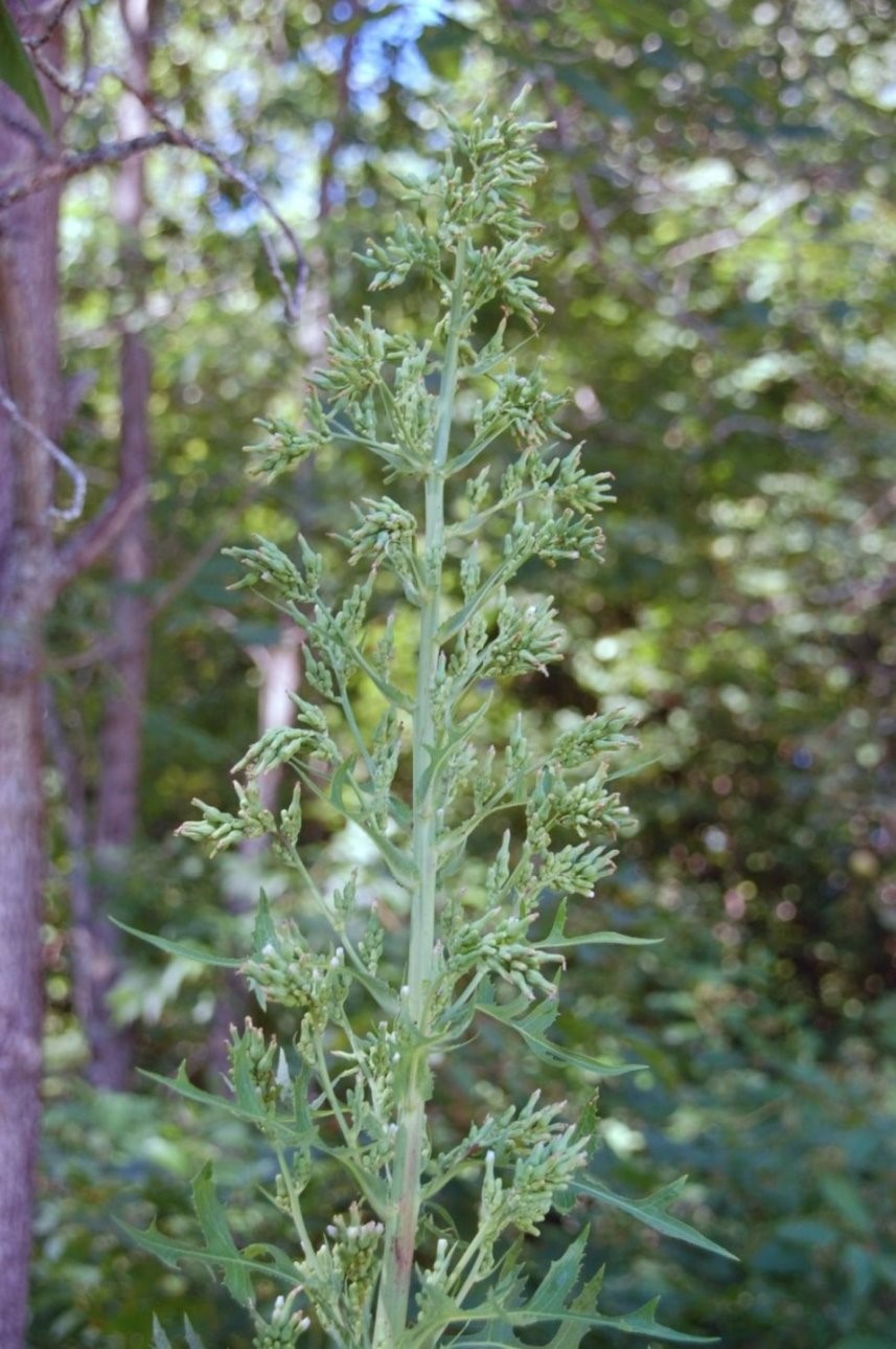 Wild Lettuce Flower