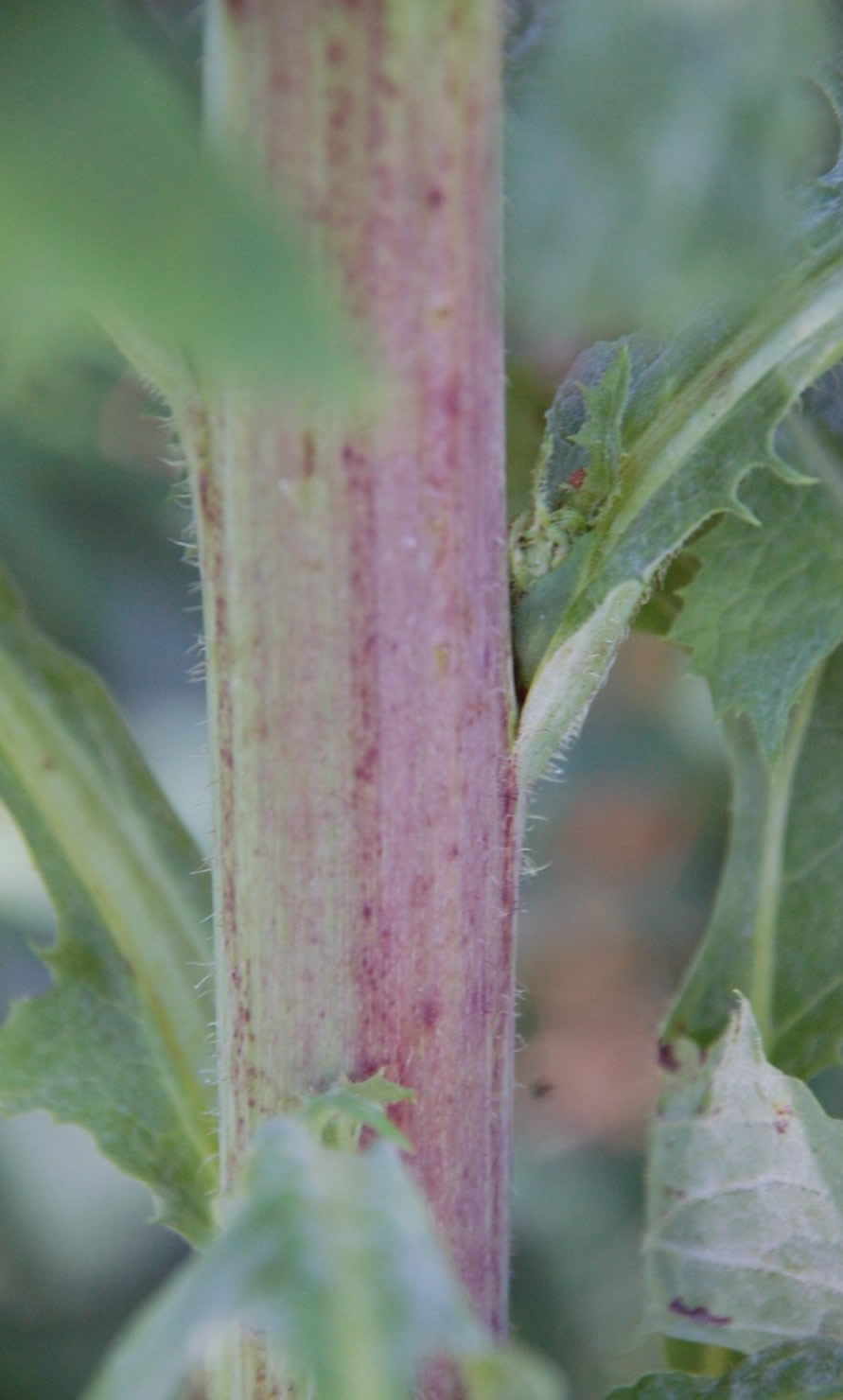 Wild Lettuce Stem