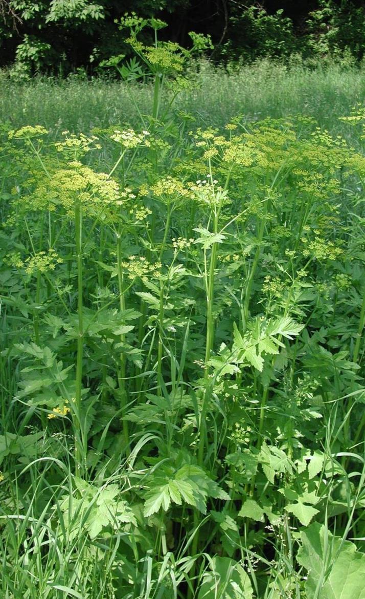 Field of Wild Parsnip