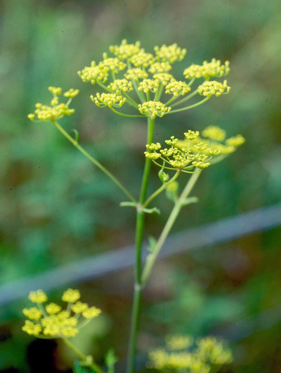 Wild Parsnip Flower