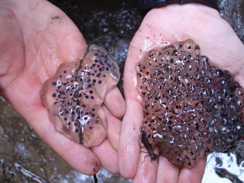 A pair of hands holding spotted salamander eggs, wood frog eggs, and a dragonfly larva.