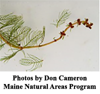 Text Box: Photo by Don Cameron, Maine Natural Areas Program