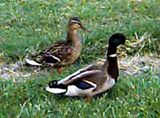 picture: mallards