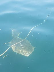 Halibut on line