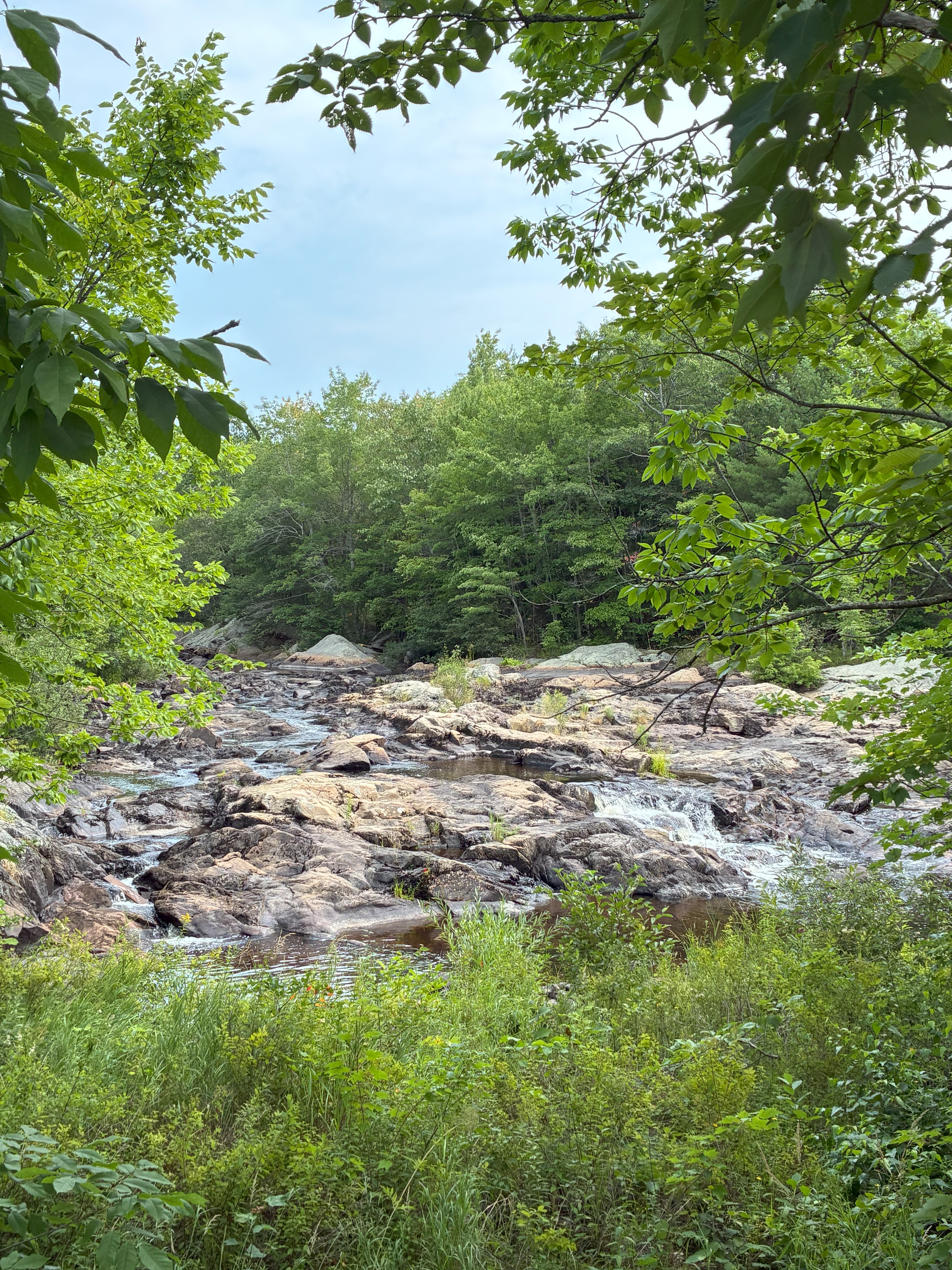 A rocky river surrounded by greenery.